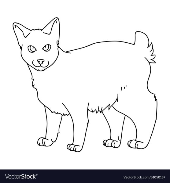 Раскраска кот бобтейл