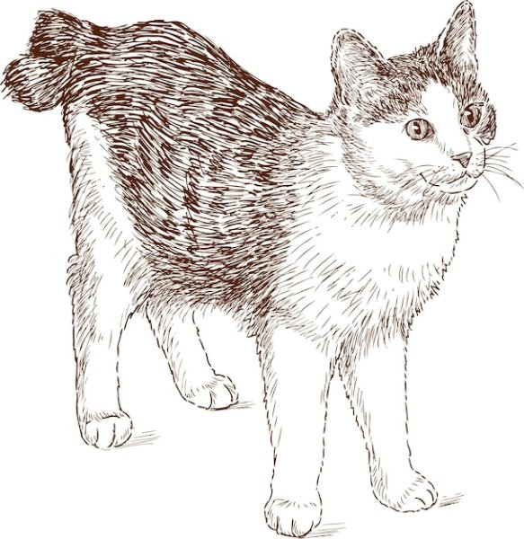 Раскраска кот бобтейл