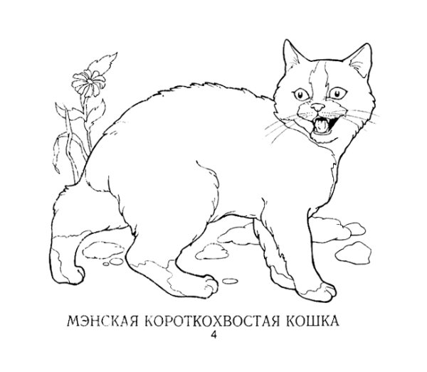 Раскраска породы кошек