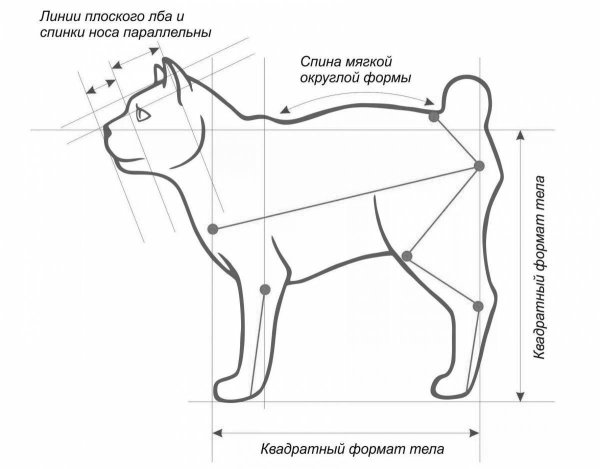 Курильский бобтейл стандарт породы
