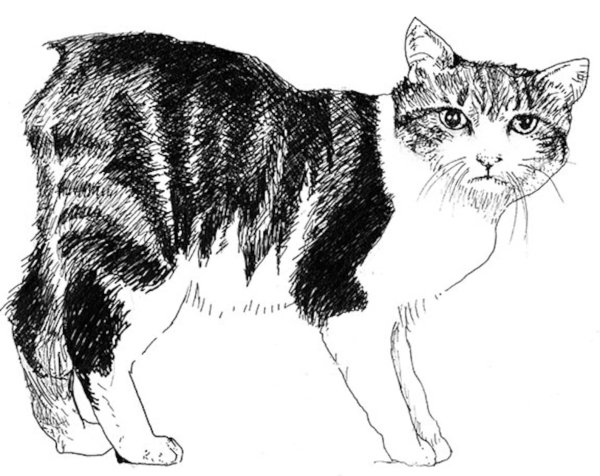 Кошка Мэнкс бело черная