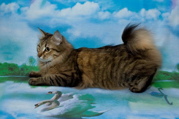 Курильский бобтейл плавает