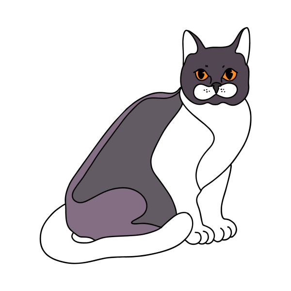 Бомбейская кошка рисунок