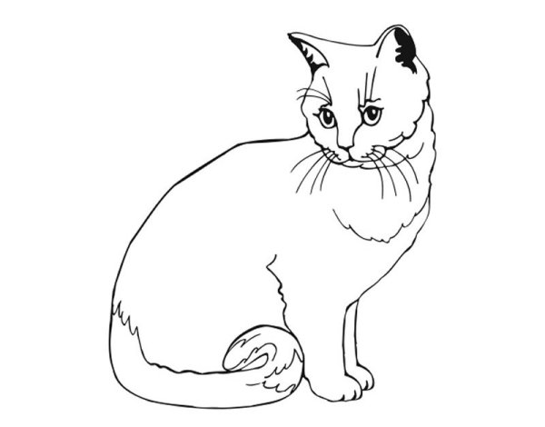 Кошки. Раскраска