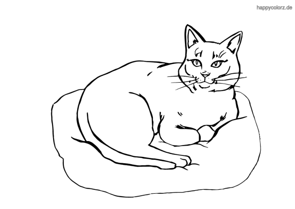 Раскраска Бомбейский котенок