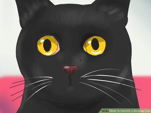 Бомбейская кошка рисунок