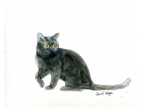 Кошка Бомбей рисунок