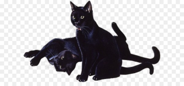 Бомбейская кошка на прозрачном фоне