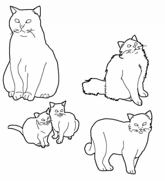 Раскраска британский кот