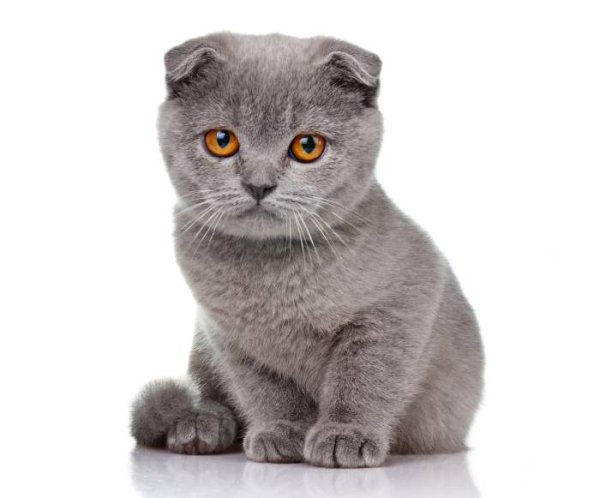 Шотландская вислоухая кошка