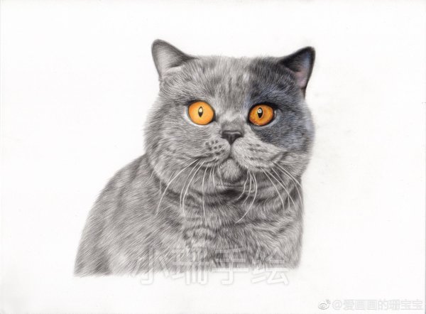 Британский кот карандашами