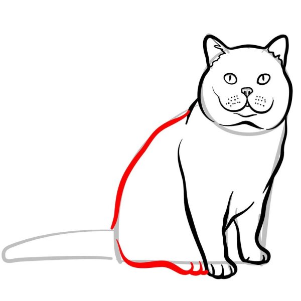 Как нарисовать британскую кошку
