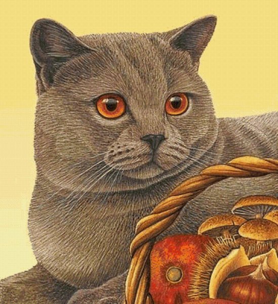 Вышивка британский кот