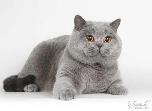 Британская короткошёрстная лапаухая