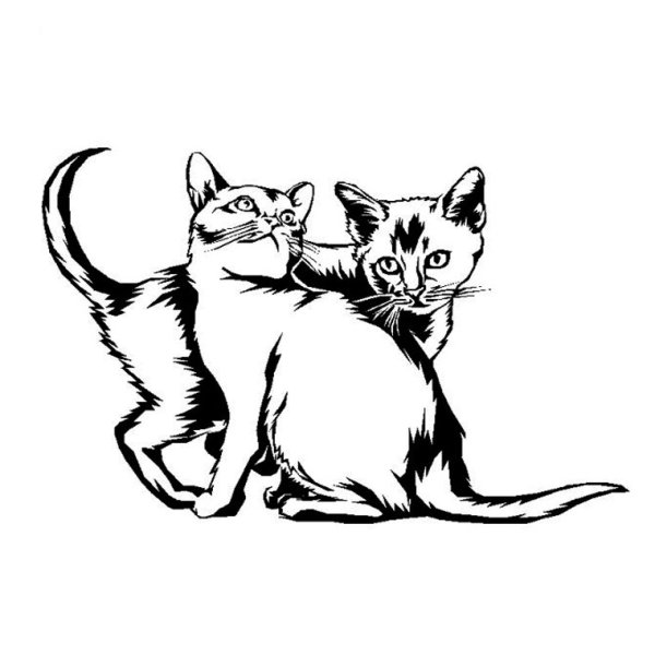 Абиссинская кошка раскраска