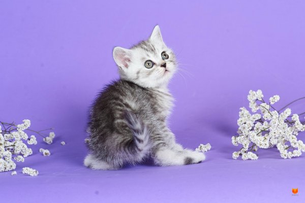 Котенок из рекламы вискас