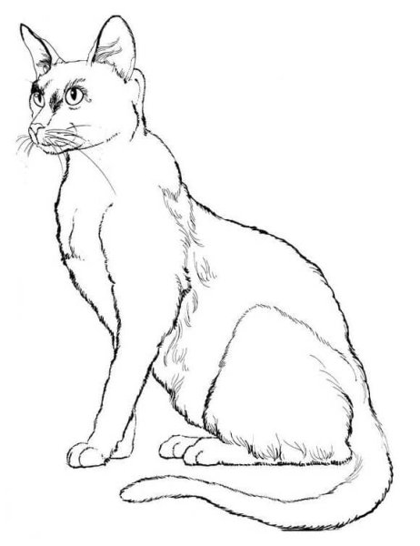 Раскраска кот британец
