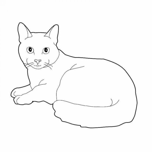 Раскраски животных кошек