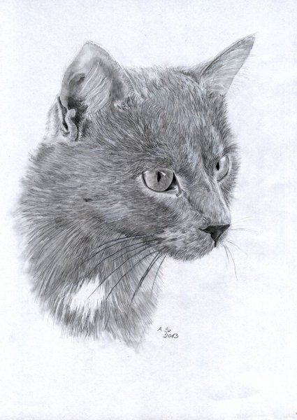 Коты в карандашной технике
