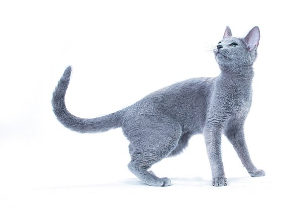 Голубая кошка