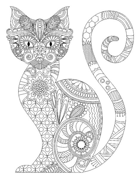 Кот Мейн кун