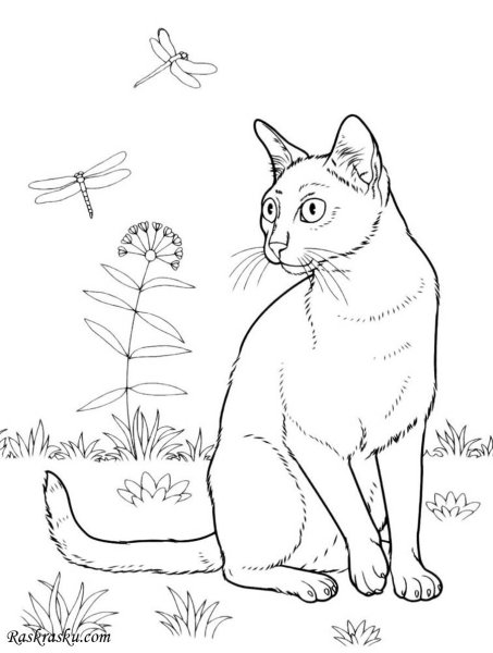 Кошки. Раскраска