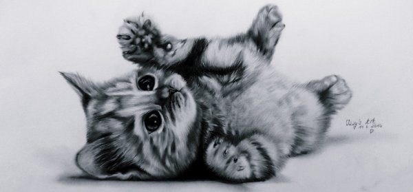 Котенок карандашом