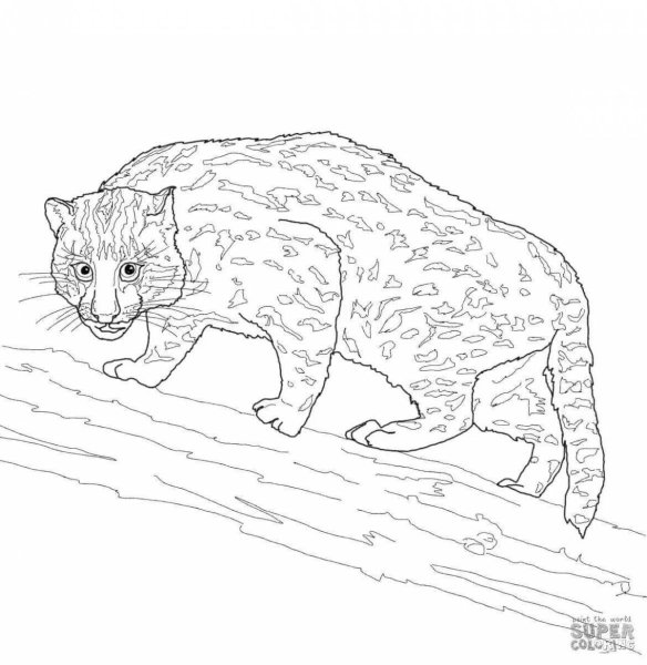 Раскраска кот рыболов