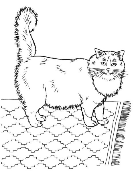 Кошки. Раскраска