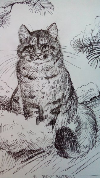 Кот Баюн раскраска