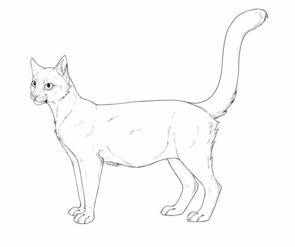 Кошка сбоку