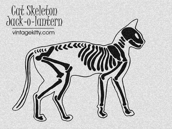 Скелет кошки рисунок