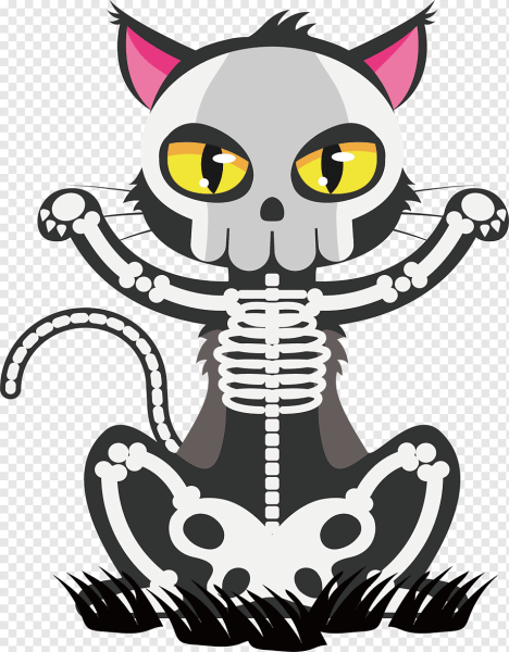 Скелет кошки