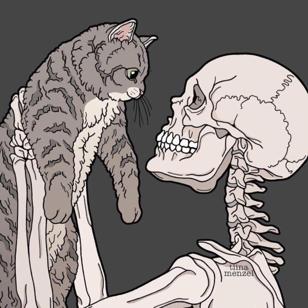 Скелет кота