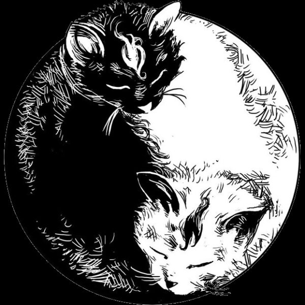 Коты Воители Инь Янь