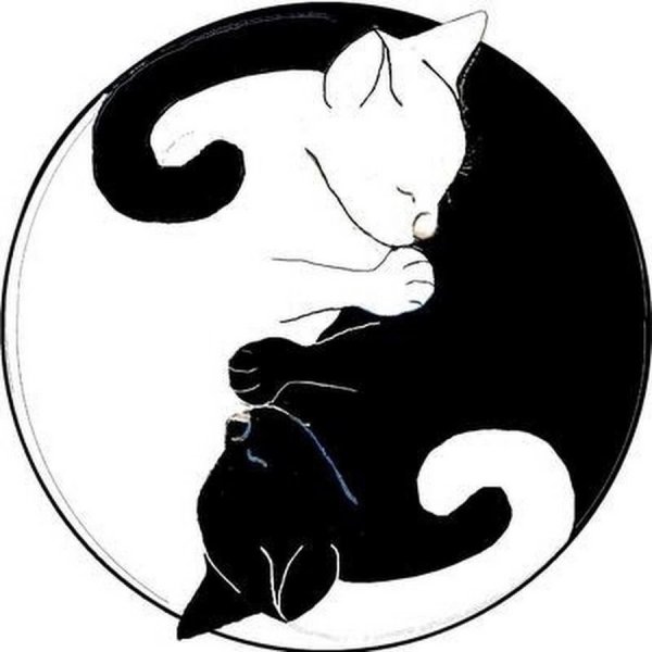 Инь Ян коты ррисунок арт