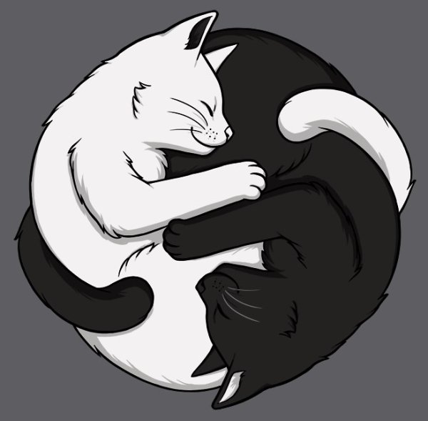 Инь Янь из кошек
