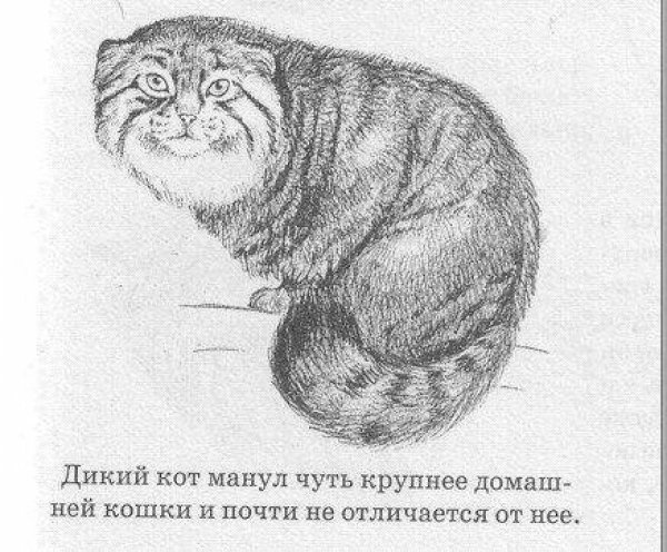 Дикий кот Манул раскраска для детей
