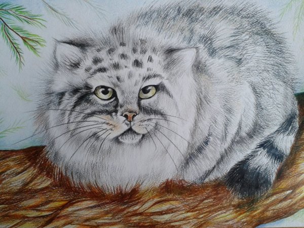 Кот Манул
