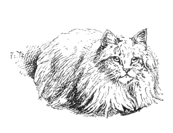 Манул рисунок