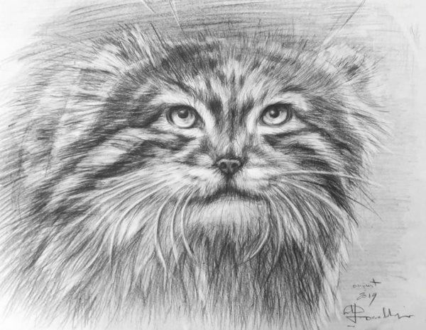 Раскраски дикий кот манул (46 фото)