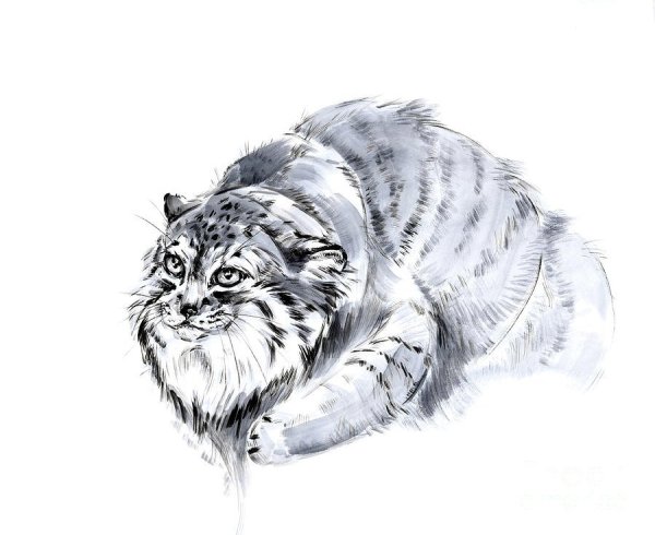 Кот Манул