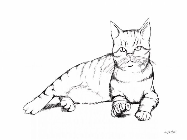 Раскраска кот британец