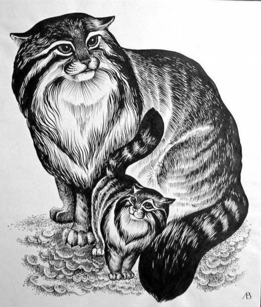 Дикий кот Манул раскраска