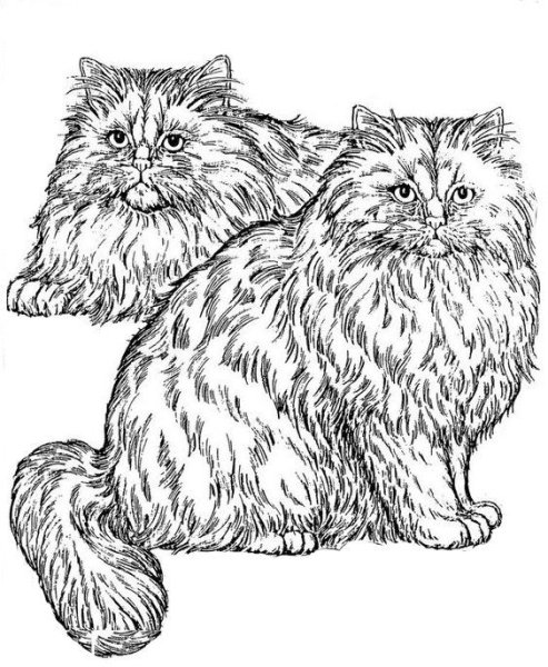 Кошки. Раскраска