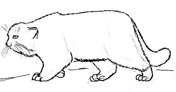 Кот Манул рисунок