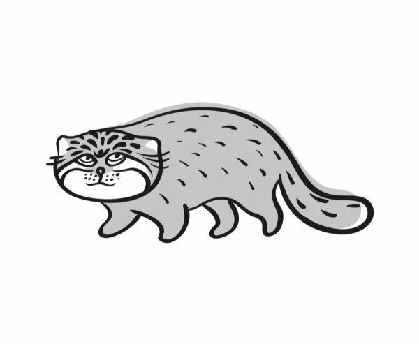 Кот Манул