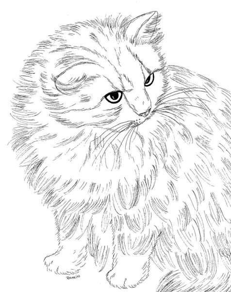 Персидская кошка раскраска