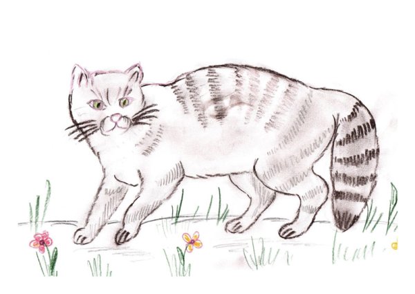 Лесной кот