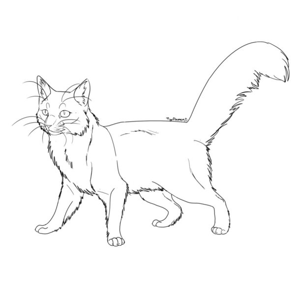 Коты Воители Мейн куны